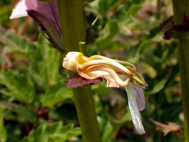 Acanthus mollis / Acanto comune, Branca orsina